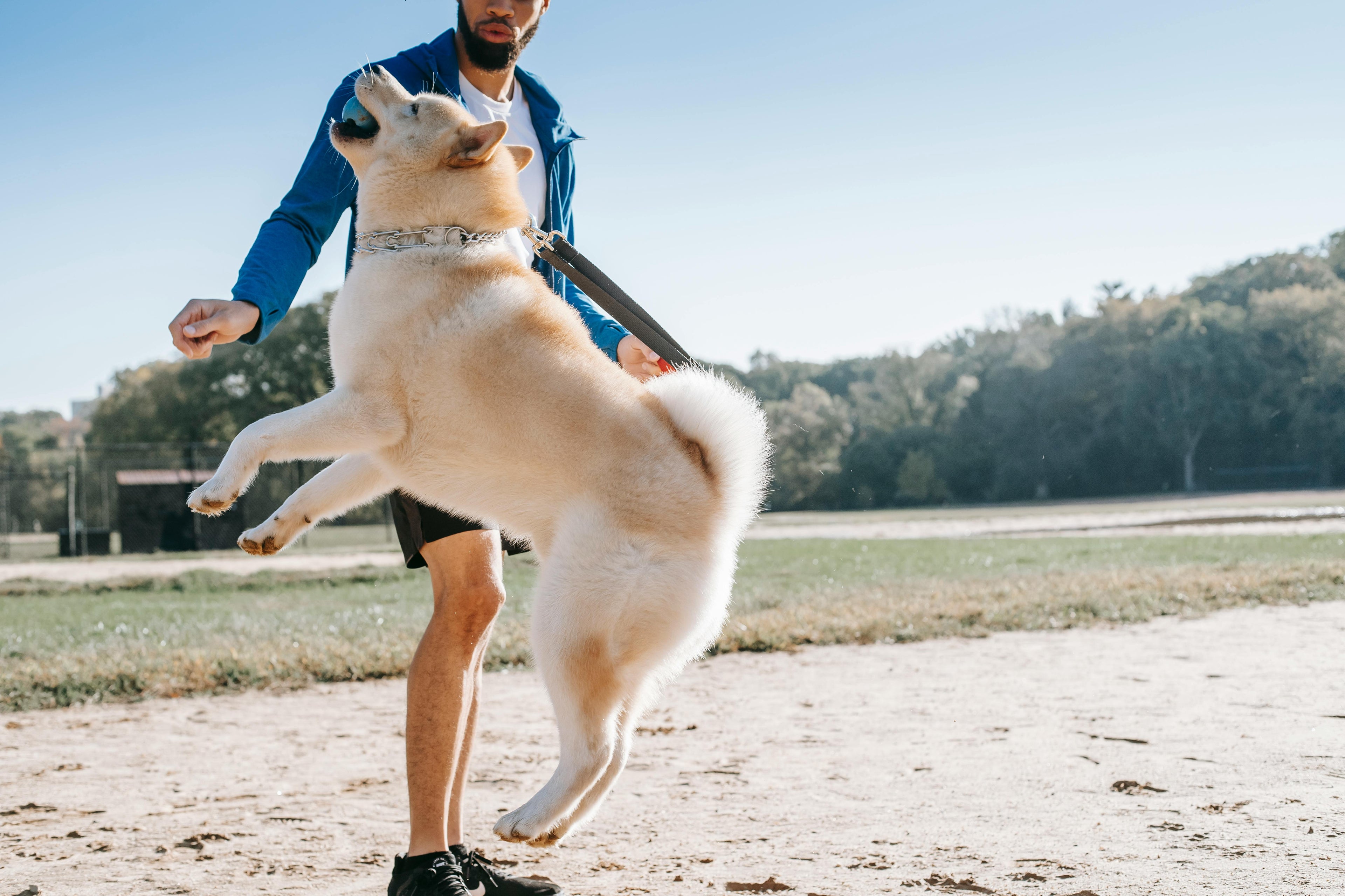 Pet Wellness & Accessories